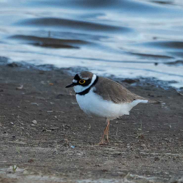 Little ringed plover